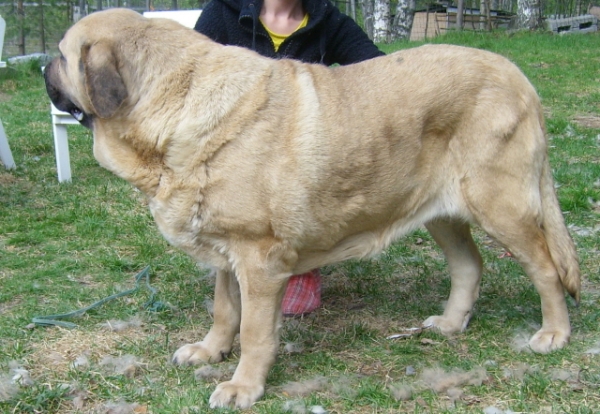 Nelly Tornado Erben
D.O.B. 31.5.2007 , parents Baskervil Mastibe & Donelly Tornado Erben.
Her grandmother is Pepa de Valdejera.
