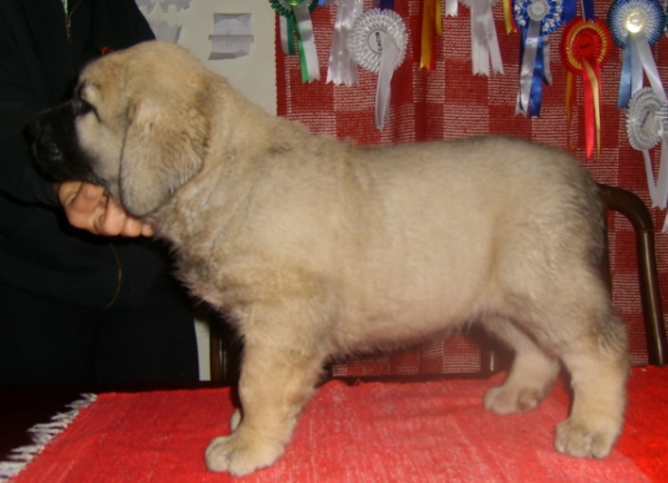 Mendoza
Seven weeks old
(Ramonet x Hannah Mastibe)
