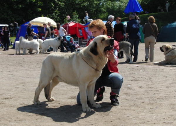 Ramonet - International Dog Show Kotka, Finland 13.06.2009
Keywords: 2009