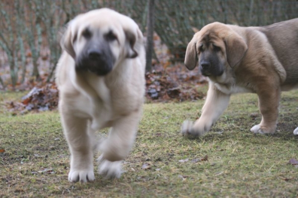 Boys are very active, just running and running
