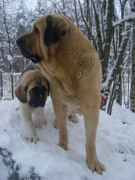 Uffa and Monty
Keywords: snow nieve