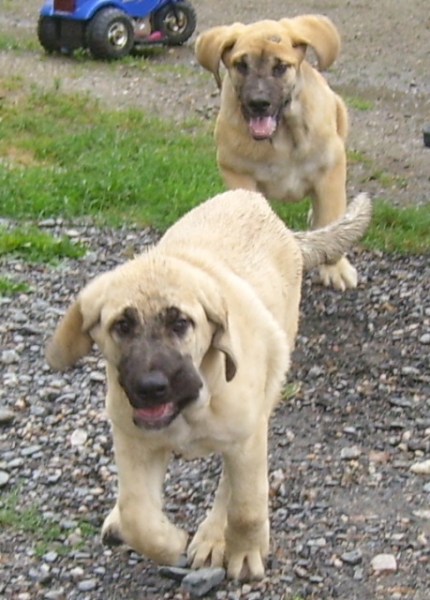 Playing is cool, says our puppies :)
