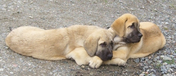 Siblings from kennel Dartibo
