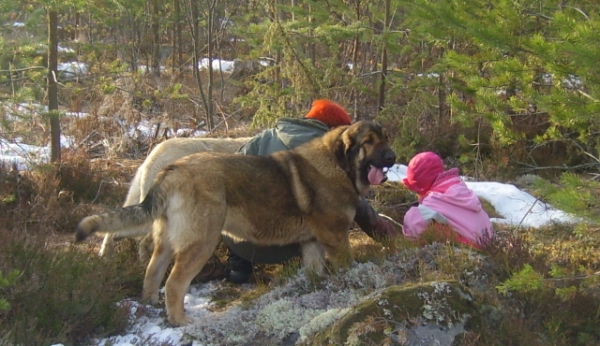 Tracking bear
Picture taken about month ago. Wanda ( Wonder Woman T.E. and Ambra Dartibo) practising to track bears. Only half an hour ago very big male bear had crossed to road and we got on the place imidiatelly. In this picture Wanda thou looks not very interested of whole thing :)). 
Our Nelly T.E. is very good tracker of beasts and our CAO had almost escaped from my husband after that bear. Picture has been taken only about 600-700 metres from our farm. Bear probably is old but big, he was just woken up from wintersleep.
