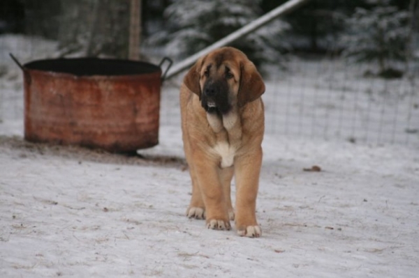 Urho (Maravilliso)
Ramonet x Hannah Mastibe
dob 16.8.09
