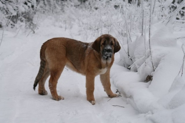 Maravilliso
Puppies 5 months old
( Ramonet x Hannah Mastibe)
Keywords: snow nieve