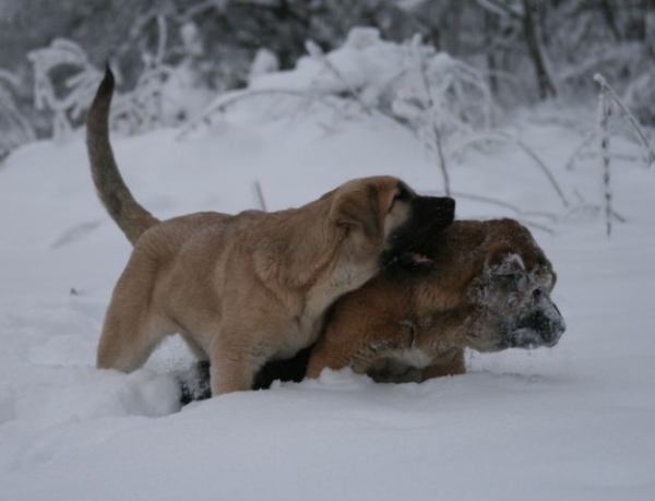 Mendoza & Maravilliso
Puppies 5 months old
( Ramonet x Hannah Mastibe)
Keywords: snow nieve