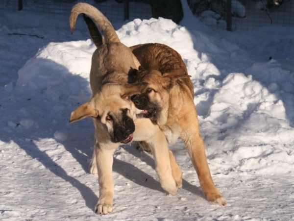 Boys exercising :)
Mamapama´s Mendoza & Maravilliso
