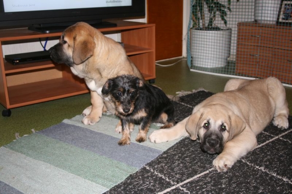 Boys with their little friend, terriermix
