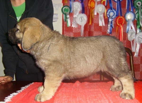 Maradona
Seven weeks old
(Ramonet x Hannah Mastibe)
