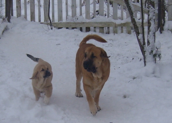 MissMarple with her mother Hannah Mastibe
Keywords: snow nieve