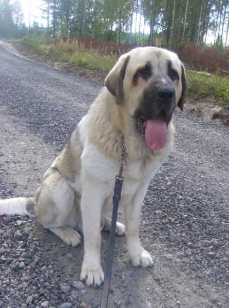 Uffa, year old male 
