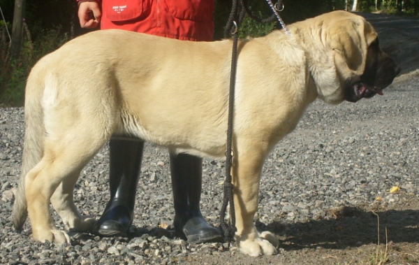 Ambra Dartibo 4 months old female
Rehearsing how to stand still at shows. Handler is my daughter, Sanni 9 years old.
