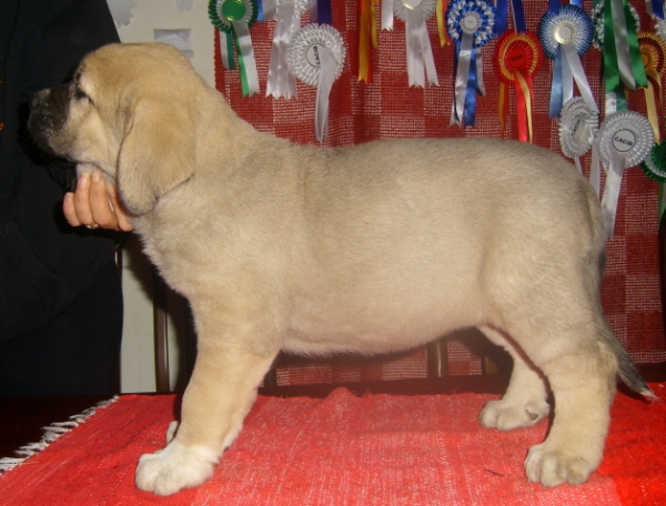 MissMarple
Seven weeks old
(Ramonet x Hannah Mastibe)
