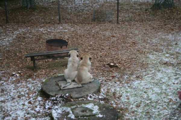 Mendoza and Maravilliso guarding, age 10 weeks
Born 16.8.09
( Ramonet x Hannah Mastibe)

