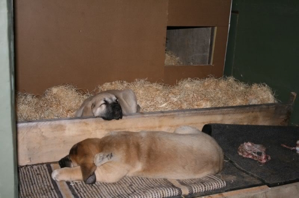 Boys sleeping
Born 16.8.09
( Ramonet x Hannah Mastibe)

