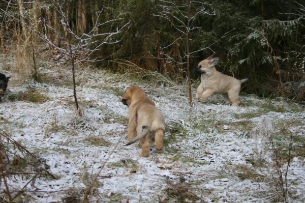 Boys playing with their new friend
Born 16.8.09
( Ramonet x Hannah Mastibe)

Keywords: snow nieve