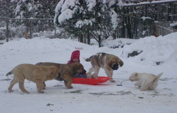 Nanna with puppies (and westie of course :))
Keywords: snow nieve