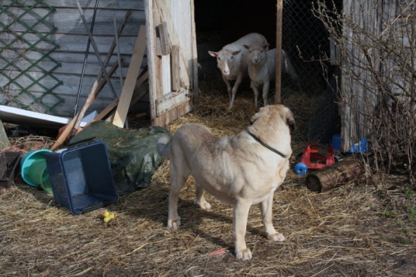 Ramonet and lambs
