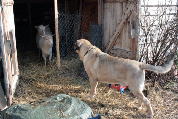 Ramonet watching out for lambs
