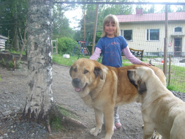 Our little "juniorhandler" Sanni, with Tico and Lola :)
Keywords: marimastiffs