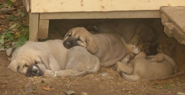 Siesta
