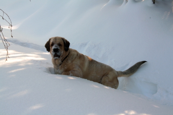 Ramonet and jogging on the snow
Ramonet is breeding male, imported from Spain. He moved to live with us in Finland a year ago from Czech Rebuplic.
Ramonet is almost four years old, extra typical male with very athletic condition.
His father is Ron de Babia and mother Trufa de Trashumancia.
