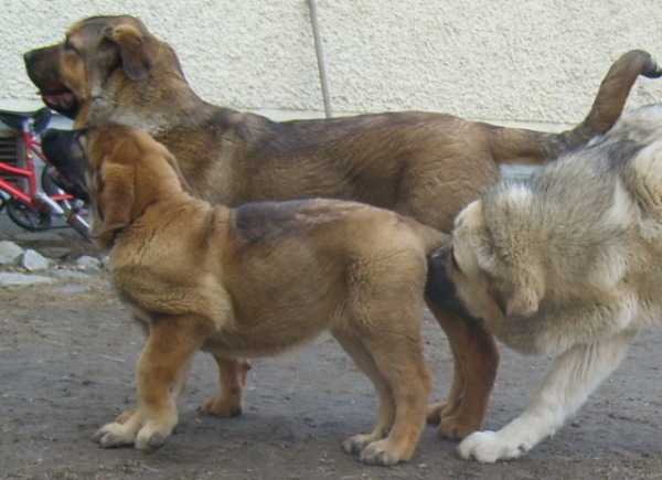 Wanda with her new friends
Mamapama´s Mayflower, Wonder Woman Tornado Erben and Uffaffaa TE
