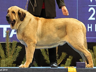 Ramonet BIS-2 at Finnish Winner Show 2010
Ron de Babia x Trufa de Trashumanchia

Ramonet is stud male, who has left very convincing offsprings on many countries. He has marvellous movements, great body struckture, beautiful & correct breedtype, lovely character and he is totally healthy.
