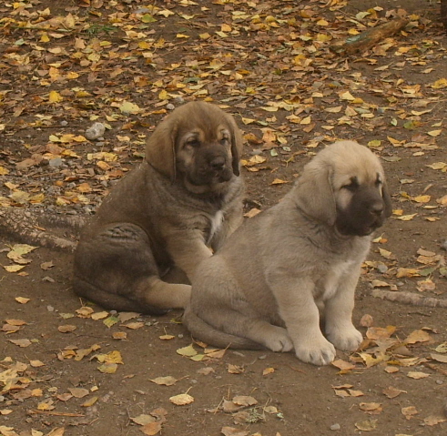 Mendoza and Maradona
