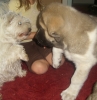 Filename=14_10_09_111.jpg
Filesize=163KiB
Dimensions=479x492
Date added=%912 %14, %2009 14_10_09_111.jpg