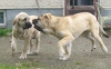 Filename=17_9_10_034.jpg
Filesize=145KiB
Dimensions=639x400
Date added=%868 %21, %2010 17_9_10_034.jpg