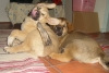 Filename=20_11_09_009.jpg
Filesize=213KiB
Dimensions=640x434
Date added=%893 %20, %2009 20_11_09_009.jpg