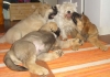 Filename=22_10_09_063.jpg
Filesize=198KiB
Dimensions=640x451
Date added=%652 %24, %2009 22_10_09_063.jpg
