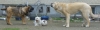 Filename=28_5_10_070.jpg
Filesize=498KiB
Dimensions=1952x595
Date added=%948 %27, %2010 28_5_10_070.jpg