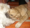 Filename=5_12_09_011.jpg
Filesize=158KiB
Dimensions=499x480
Date added=%351 %08, %2009 5_12_09_011.jpg