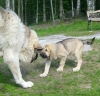 Filename=7_6_10_Lilja_047.jpg
Filesize=222KiB
Dimensions=496x480
Date added=%906 %07, %2010 7_6_10_Lilja_047.jpg