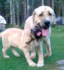 Filename=8_8_10_022.jpg
Filesize=531KiB
Dimensions=1087x1184
Date added=%318 %24, %2010 8_8_10_022.jpg
