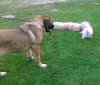 Filename=8_8_10_046.jpg
Filesize=236KiB
Dimensions=557x479
Date added=%318 %24, %2010 8_8_10_046.jpg