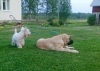 Filename=8_8_10_048.jpg
Filesize=230KiB
Dimensions=640x458
Date added=%317 %24, %2010 8_8_10_048.jpg