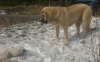 Filename=Maunos_house_029.jpg
Filesize=207KiB
Dimensions=640x402
Date added=%118 %13, %2010 Maunos_house_029.jpg
