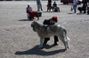 Filename=Uffa9months.jpg
Filesize=573KiB
Dimensions=1200x800
Date added=%794 %17, %2010 Uffa9months.jpg