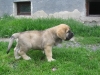 Filename=littleboyalzara.JPG
Filesize=87KiB
Dimensions=640x480
Date added=%826 %22, %2010 littleboyalzara.JPG