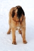 Filename=mantaetu.jpg
Filesize=87KiB
Dimensions=434x639
Date added=%432 %17, %2010 mantaetu.jpg