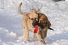 Filename=marame.jpg
Filesize=64KiB
Dimensions=800x533
Date added=%432 %17, %2010 marame.jpg