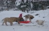 Filename=nannawithpuppies.jpg
Filesize=196KiB
Dimensions=639x411
Date added=%671 %14, %2009 nannawithpuppies.jpg