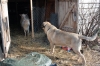 Filename=rampewithlambs1.jpg
Filesize=111KiB
Dimensions=720x480
Date added=%286 %15, %2010 rampewithlambs1.jpg