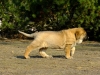 Filename=wonder17.jpg
Filesize=153KiB
Dimensions=733x550
Date added=%922 %22, %2010 wonder17.jpg