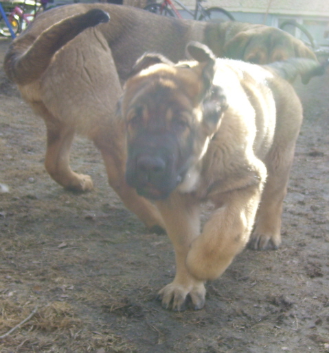 Ears of my way, I am on hurry
Wanda is so very active puppy that I have never seen such energy-pack :)
