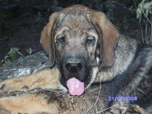 CARRÁS.- 2 MESES Y MEDIO
